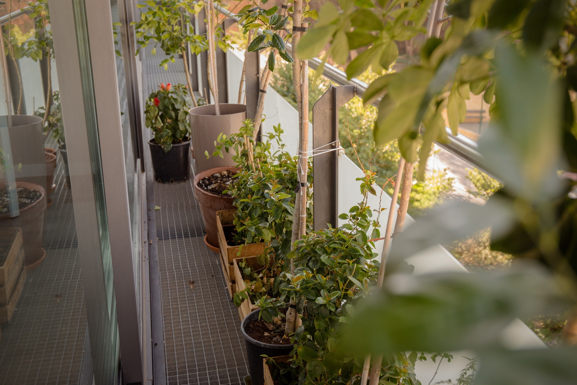 Városi kertészkedés: hogyan termessz zöldségeket az erkélyen?